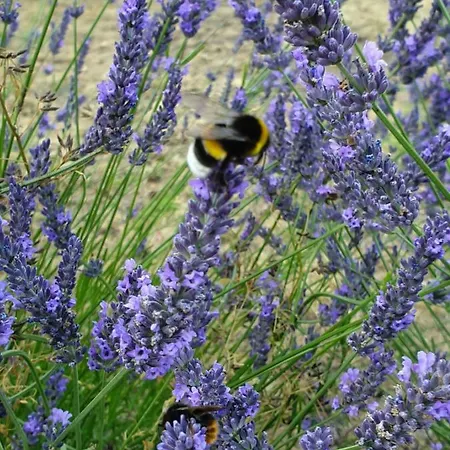 Paul アパート ツィノヴィッツ